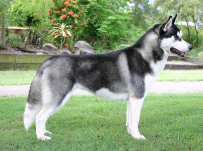 Siberian husky
